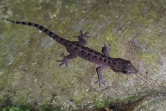 Cyrtodactylus marmoratus