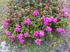 Rhododendron setosum
