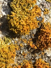 Polycauliona candelaria