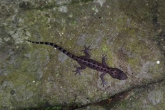 Cyrtodactylus marmoratus