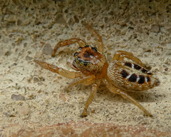 Opisthoncus sexmaculatus
