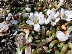 Montia sessiliflora