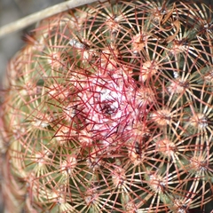 Echinocereus pectinatus pectinatus