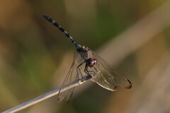 Dythemis