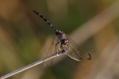 Dythemis