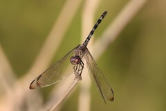 Dythemis
