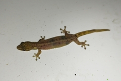 Hemiphyllodactylus typus