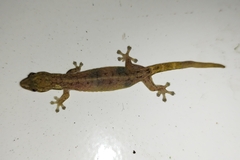 Hemiphyllodactylus typus