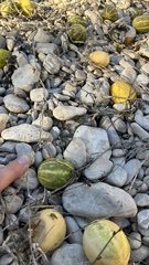 Cucurbita foetidissima