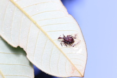 Heterapoderus sulcicollis