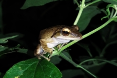 Polypedates leucomystax