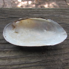 Uniomerus tetralasmus