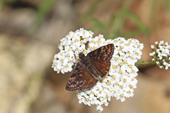 Erynnis pacuvius