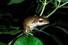 Polypedates leucomystax