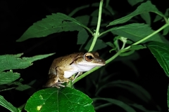 Polypedates leucomystax