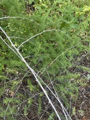 Asparagus nelsii