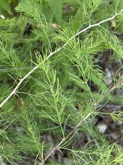 Asparagus nelsii