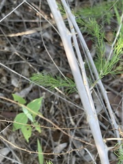 Asparagus nelsii