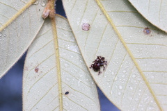 Heterapoderus sulcicollis