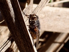 Calliphora