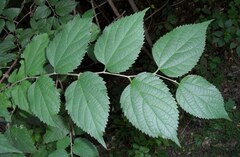 Celtis occidentalis