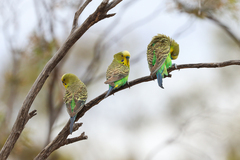 Melopsittacus undulatus