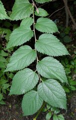 Celtis occidentalis
