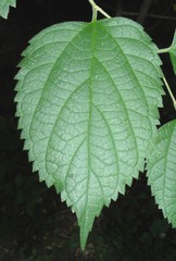 Celtis occidentalis