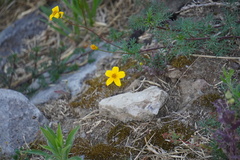 Bidens triplinervia