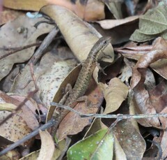 Saproscincus basiliscus