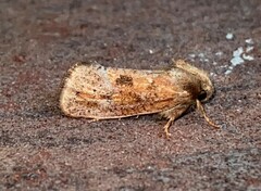 Acrolophus plumifrontella