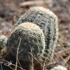 Echinocereus pectinatus pectinatus