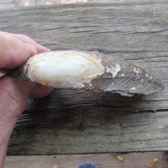 Uniomerus tetralasmus