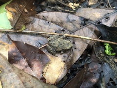 Craugastor polyptychus