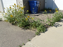 Helianthus annuus