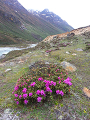 Rhododendron setosum