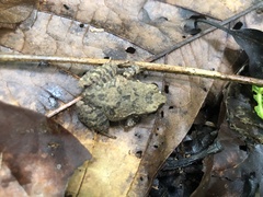 Craugastor polyptychus