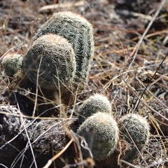 Echinocereus pectinatus pectinatus