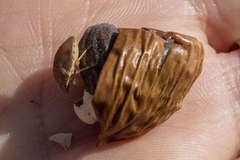 Sphyrocoris obliquus