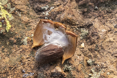 Sphyrocoris obliquus