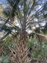 Leucothrinax morrisii