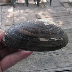 Uniomerus tetralasmus