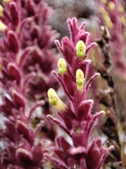 Neobartsia