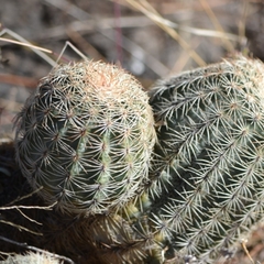 Echinocereus pectinatus pectinatus