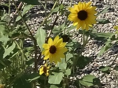 Helianthus annuus