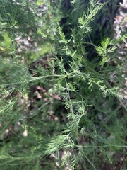 Asparagus nodulosus