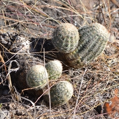 Echinocereus pectinatus pectinatus