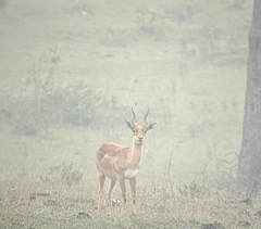 Antilope cervicapra