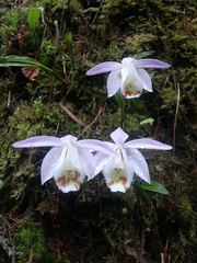 Pleione hookeriana