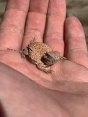 Phrynosoma modestum